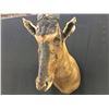 Image 3 : AFRICAN HARTEBEEST HEAD AND HORN MOUNT