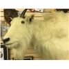 Image 2 : FULL BODY MOUNT B.C. MOUNTAIN GOAT ON WALL MOUNT ROCKY STAND.
