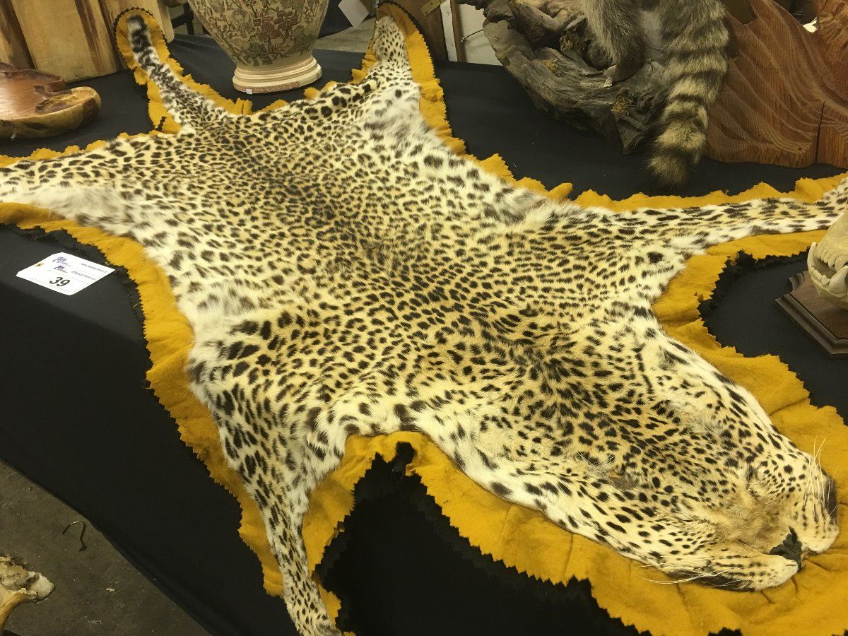 AFRICAN CHEETAH SKIN RUG MEASURING 86" FROM NOSE TO TIP OF TAIL