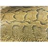 Image 2 : AFRICAN PYTHON SKIN MEASURING 182" LONG