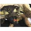 Image 2 : DOUBLE MOUNT ON A LOG; RING NECK PHEASANT AND GROUSE