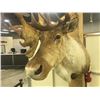 Image 2 : ARCRIC REINDEER SHOULDER MOUNT, 36" WIDE40" TALL, 27" DEEP