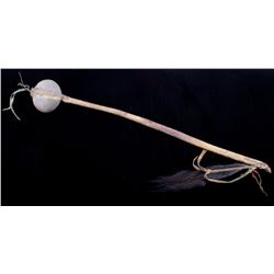 Northern Plains Buffalo Pizzle War Club 19th C.