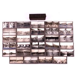 Wild Buffaloes Stereoview Collection Butte Montana