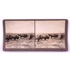 Image 7 : Wild Buffaloes Stereoview Collection Butte Montana