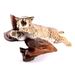 Montana Bobcat Full Body Taxidermy Wall Mount