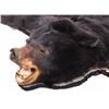 Image 5 : Montana Black Bear Taxidermy Rug Mount