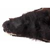 Image 7 : Montana Black Bear Taxidermy Rug Mount