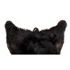 Image 8 : Montana Black Bear Taxidermy Rug Mount