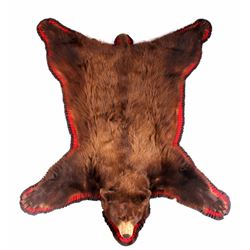 Montana Cinnamon Black Bear Taxidermy Rug Mount