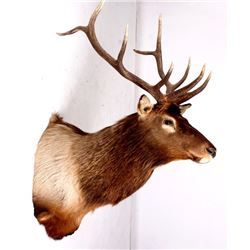 Montana Rocky Mountain Elk Shoulder Wall Mount