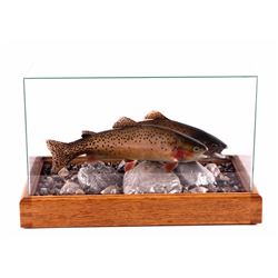 Montana Cutthroat Trout Taxidermy Display