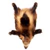 Image 1 : Montana Wolverine Taxidermy Rug Mount