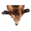 Image 2 : Montana Wolverine Taxidermy Rug Mount