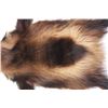 Image 4 : Montana Wolverine Taxidermy Rug Mount