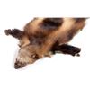 Image 7 : Montana Wolverine Taxidermy Rug Mount
