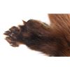 Image 9 : Montana Wolverine Taxidermy Rug Mount