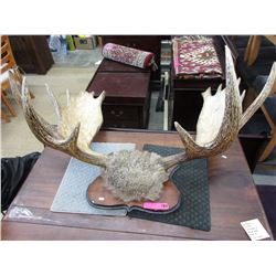 Set of mounted moose antlers