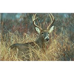 Southeast Iowa - 5 Day Whitetail Hunt for 1 Hunter