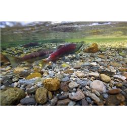 Kodiak Island, Alaska - 6 Night/5 Day Salmon & Halibut Fishing Trip for 1 Angler