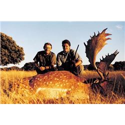 Spain - Hunt for Red Deer, Fallow or Mouflon Sheep for 1 Hunter