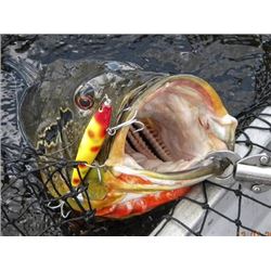 Brazil, Amazon - Private Fly-In Peacock Bass Fishing Trip for One Angler