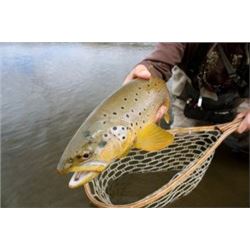 Colorado - 4 Day/4 Night Cow Elk & Trout Fishing Hunt for 1 Hunter