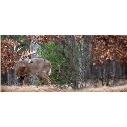 Wisconsin - 5 Day Whitetail Hunt for 1 disabled veteran, adult or youth in + HECS Suite & Video