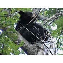 Wisconsin - Wisconsin Governor's Bear Tag