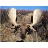 Image 3 : Yukon -  Big Game Slam Including Stone Sheep, Caribou, Grizzly & Moose