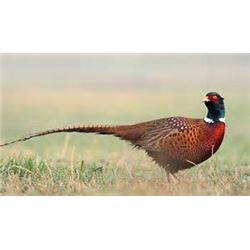 South Dakota - Two Day Pheasant Hunt for Four Hunters