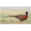 Image 1 : South Dakota - Two Day Pheasant Hunt for Four Hunters