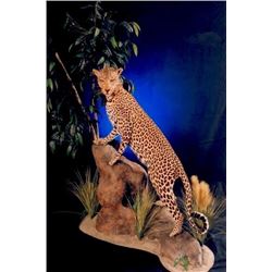 TAXIDERMY CREDIT FOR $4000