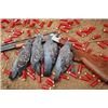 Image 2 : ARGENTINA DOVE HUNT FOR FOUR