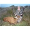 Image 1 : NEW ZEALAND RED STAG HUNT