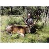 Image 2 : NEW ZEALAND RED STAG HUNT