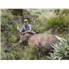 Image 3 : NEW ZEALAND RED STAG HUNT