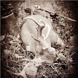 MISSOURI ARCHERY/ CROSSBOW WHITETAIL AND TURKEY FOR TWO