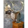 Image 2 : TAXIDERMY CREDIT FOR $2000