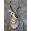 Image 3 : TAXIDERMY CREDIT FOR $2000