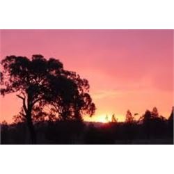 AUSTRALIAN RUSA OR RED STAG