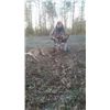 Image 1 : LOUDOUN COUNTY DEER HUNT FOR TWO