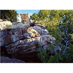 FRAMED LIMITED EDITION GICLEE “VANTAGE POINT”