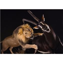 $1,000.00 Taxidermy Credit