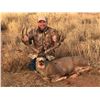 Image 1 : Sonoran Desert Mule Deer Hunt
