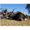 Image 5 : Sable Bull Safari with Cape Buffalo Option