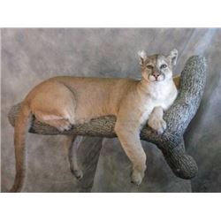 $500 Martin's Taxidermy and Wildlife Artistry Credit