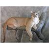 Image 1 : $500 Martin's Taxidermy and Wildlife Artistry Credit