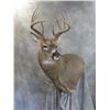 Image 2 : $500 Martin's Taxidermy and Wildlife Artistry Credit