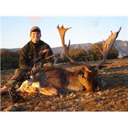 Spanish Fallow Deer Hunt for One Hunter and One Non-Hunter